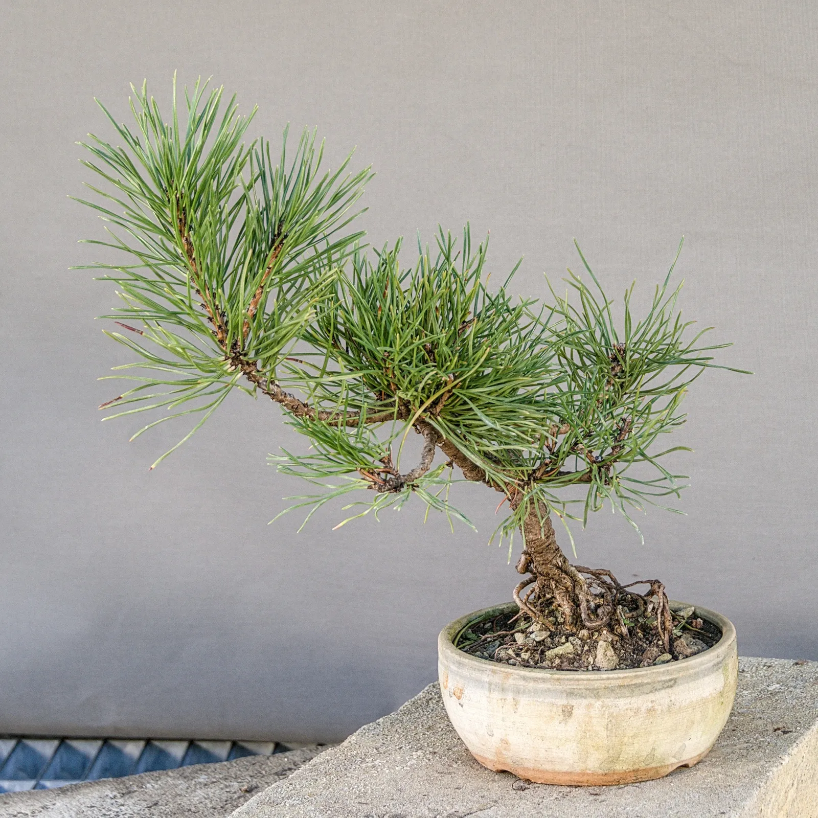 Mugo pine (Pinus mugo) bonsai, low spreading style, about 6 years, view 6