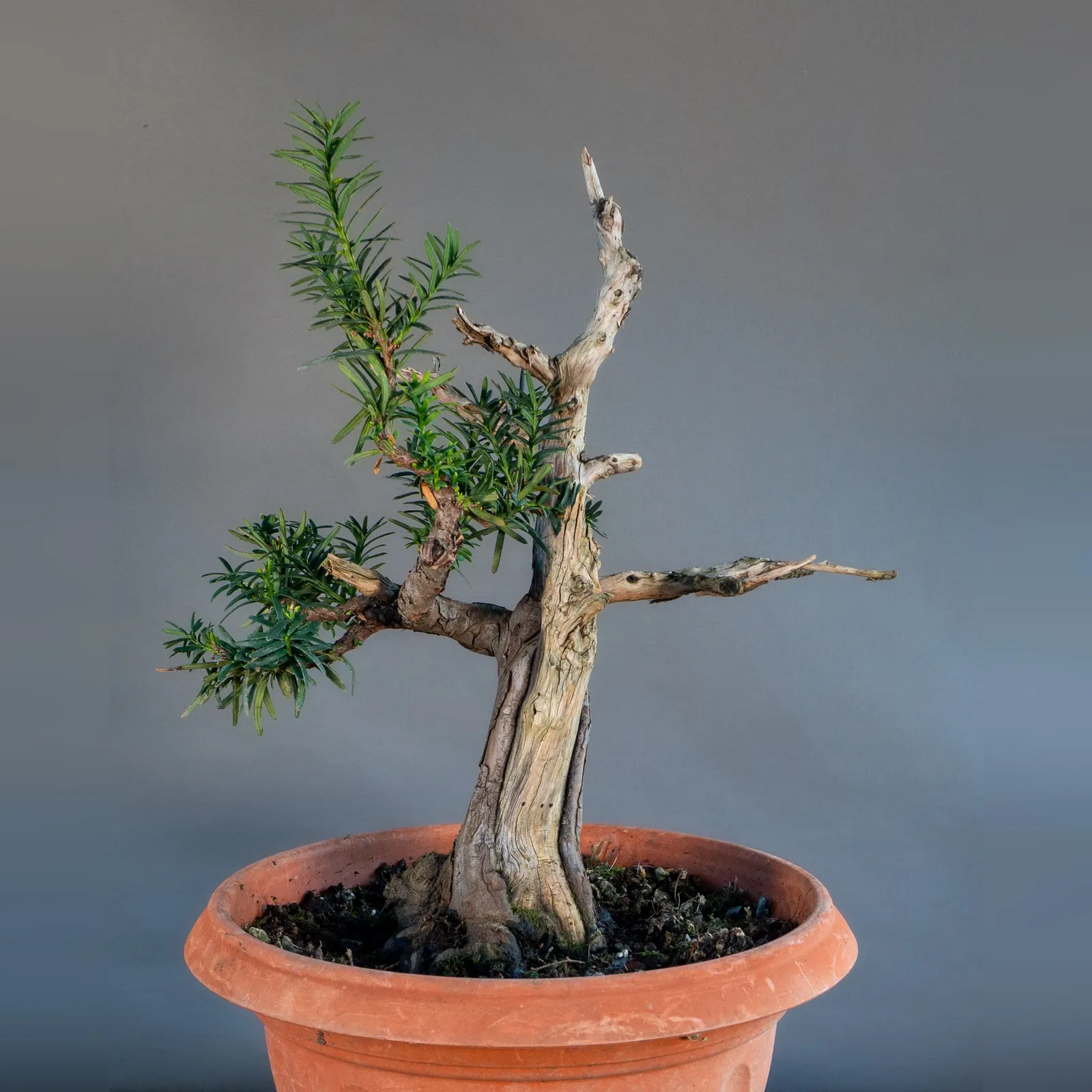 Yew (Taxus baccata) bonsai with deadwood, about 20 years, front