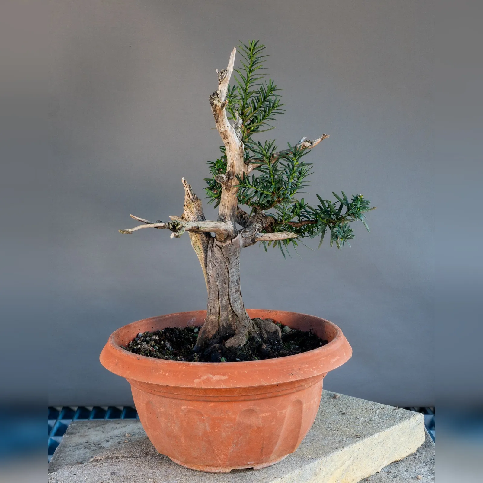 Yew (Taxus baccata) bonsai with deadwood, about 20 years, back view