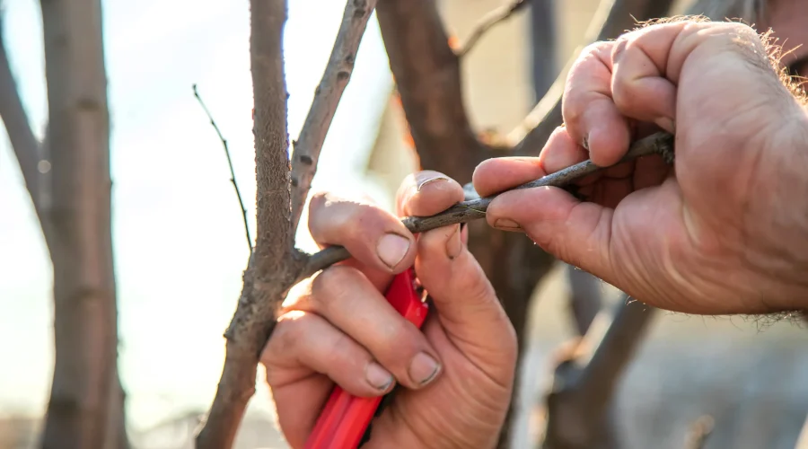 Bonsai Pfropftechnik mit einem Ast, der durch den Stamm geführt wird