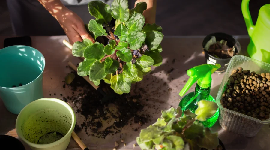 Preparing soil and tools to repot a small indoor plant with proper drainage materials