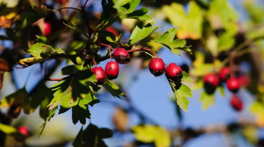Close-up of Crataegus monogyna branch with red berries and serrated green leaves under natural sunlight.