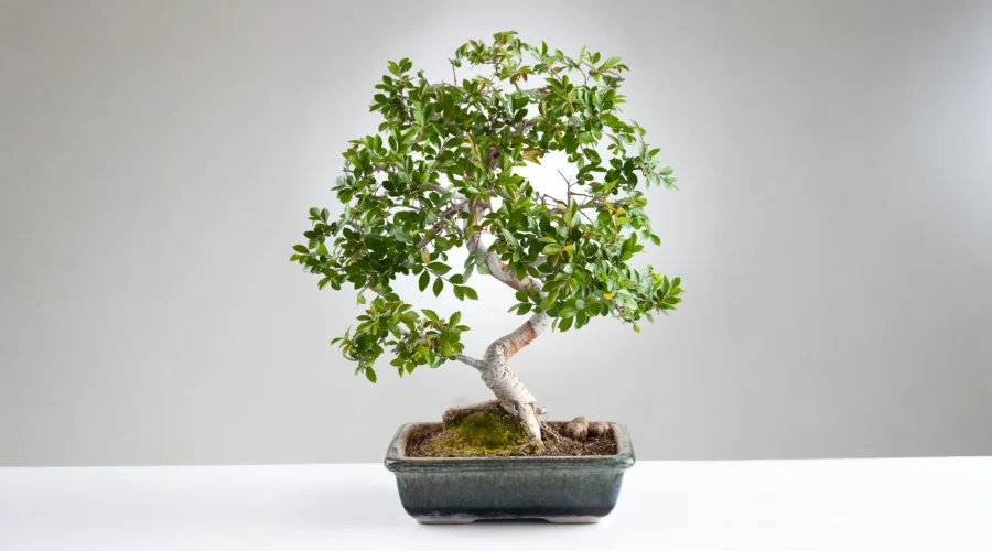 Crataegus monogyna bonsai with dense green foliage and aged trunk in a ceramic pot on a white background.