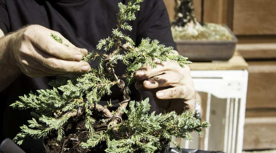 Shaping a juniper bonsai by selecting the apex and wiring branches
