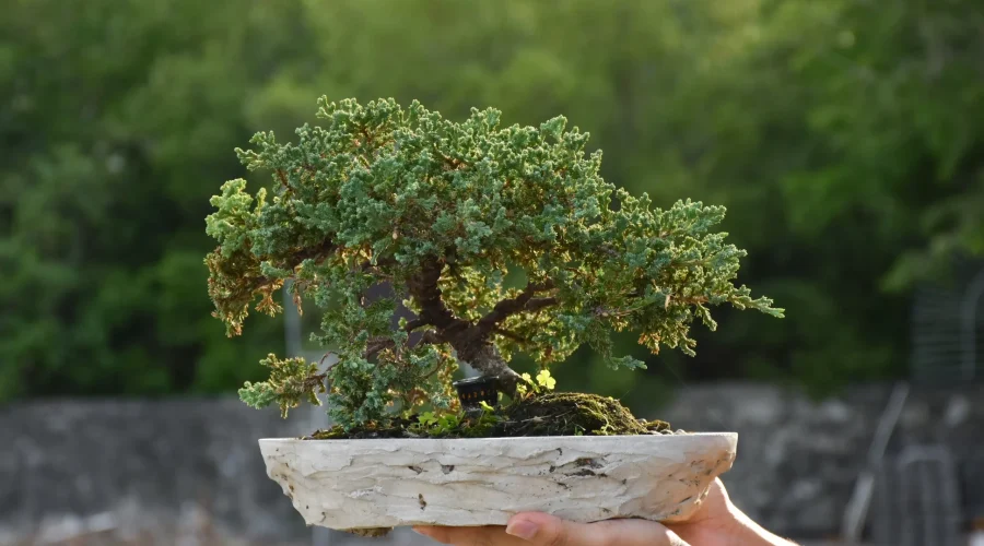 Juniper bonsai being held by hand, showing ideal species structure and why some trees are better suited for bonsai.