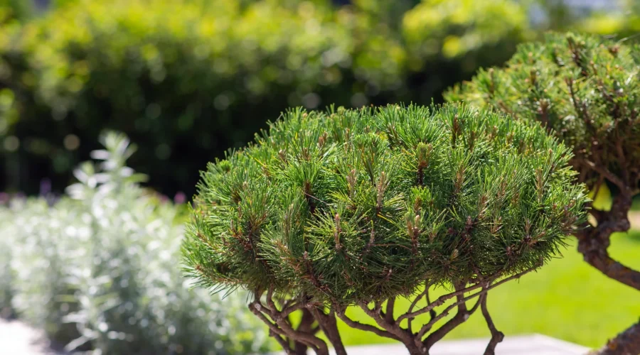 Primo piano di un bonsai maturo di Pinus sylvestris con aghi verdi densi e compatti in piena luce solare.