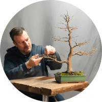 Luca Valagussa mentre modella un bonsai su un tavolo in legno