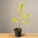 Giovane Pino Silvestre bonsai (Pinus sylvestris) compatto in vaso