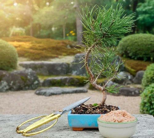 Ready to Play Bonsai Set mit Pinus Mugo im blauen handgefertigten Keramiktopf, goldene Schere und Bonsai-Dünger auf Steintisch im Freien.