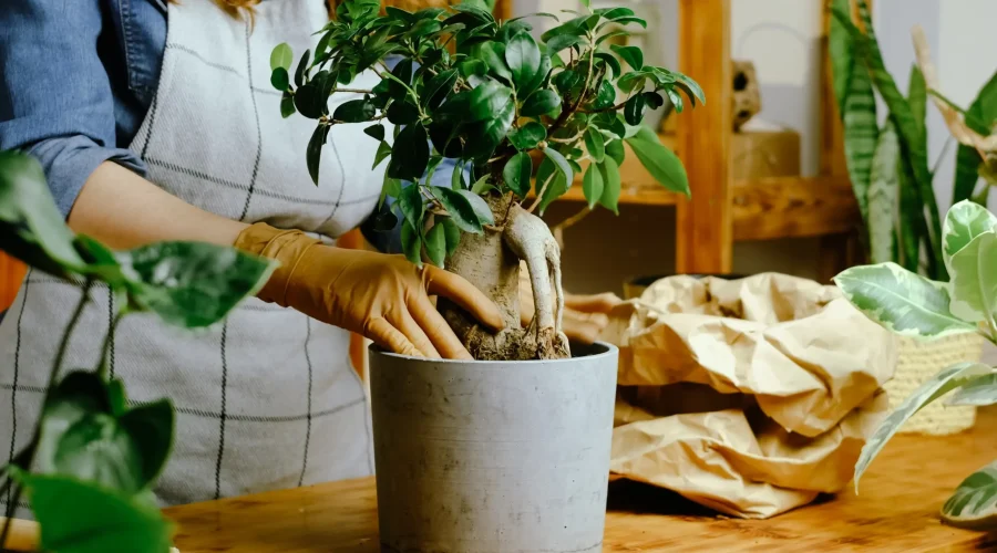 Repotting a ficus bonsai by hand using fresh soil to improve root health