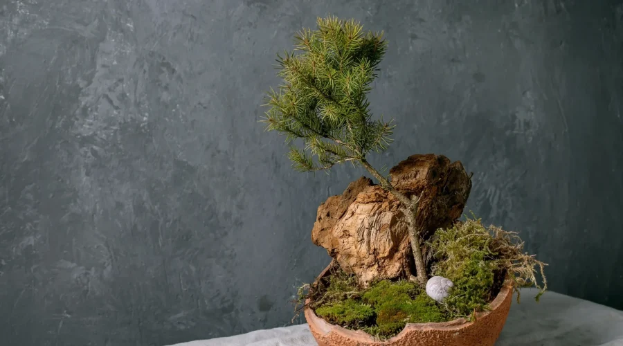 Giovane bonsai di Pino silvestre (Pinus sylvestris) che cresce su roccia naturale, collocato in un vaso rustico.