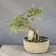 Trident maple (Acer buergerianum) bonsai over rock, about 20 years, front