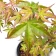 Close-up of Acer palmatum Beni Tsukasa leaves with pink-red edges and green centres