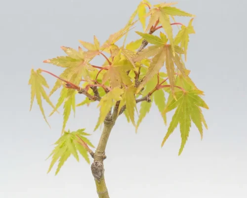 Close-up of a young Acer palmatum pre-bonsai, showcasing fine foliage and natural structure. Selected cultivars like this are valued by bonsai growers and collectors for their long-term development potential.