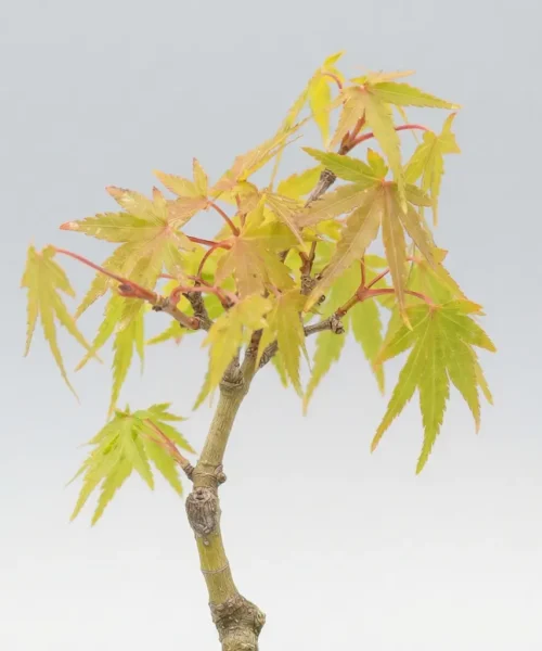 Close-up of a young Acer palmatum pre-bonsai, showcasing fine foliage and natural structure. Selected cultivars like this are valued by bonsai growers and collectors for their long-term development potential.
