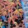 Finely dissected spring foliage of Acer palmatum ‘Orihime’ Young Pre-Bonsai