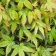 Acer palmatum 'Sei Hime' — dense chartreuse spring foliage with fine pink leaf margins