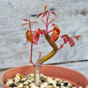 Acer palmatum ‘Yamamomiji’ — fogliame primaverile rosso e palmato, acero giapponese da bonsai (primo piano)