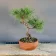 Bergkiefer Bonsai (Pinus mugo), gebogener Stamm, ca. 6 Jahre, Vorderseite