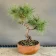 Bergkiefer Bonsai (Pinus mugo), gebogener Stamm, ca. 6 Jahre, Vorderseite