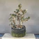Bonsai di olivastro (Olea europaea sylvestris), circa 30 anni, fronte