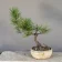 Bonsai di pino mugo (Pinus mugo), chioma bassa e aperta, circa 6 anni, fronte