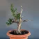 Bonsai di tasso (Taxus baccata) con legno secco, circa 20 anni, fronte