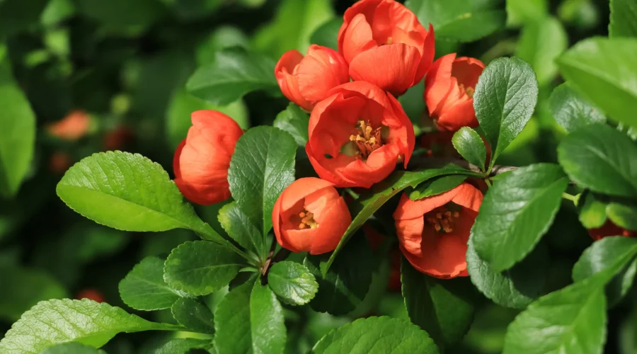 Close-up of Chaenomeles japonica bonsai flowers with vivid red petals and glossy green leaves.
