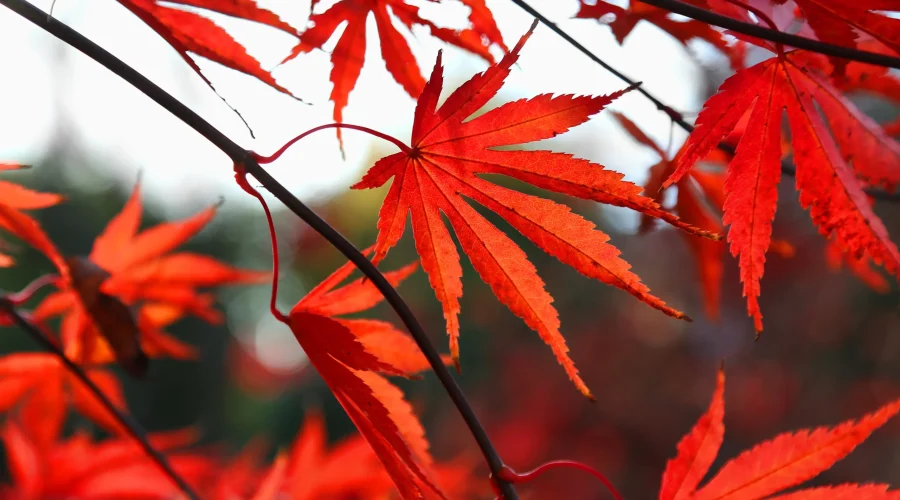 Close-up of Acer Palmatum bonsai leaves glowing red in autumn light.