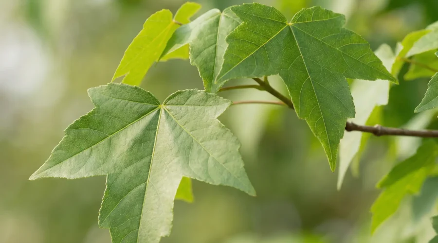 Close-up of Acer buergerianum leaves