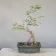 Japanese quince (Chaenomeles japonica) bonsai from seed, about 5 years, front