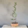 Japanese quince (Chaenomeles japonica) bonsai, slender trunk, about 5 years, front