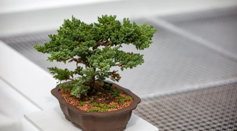Bonsai di Picea abies con aghi verdi densi e corteccia strutturata, coltivato in un vaso di ceramica scuro.