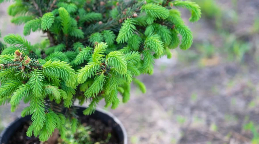 Giovane bonsai di Picea abies con aghi verde fresco che emergono in primavera.