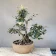 Cotoneaster Bonsai (Zwergmispel, Cotoneaster simonsii), mehrstämmig, ca. 10 Jahre, Vorderseite