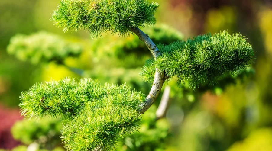 Nature sculpted by time — the Mugo Pine shows how strength and elegance can grow from the same branch.