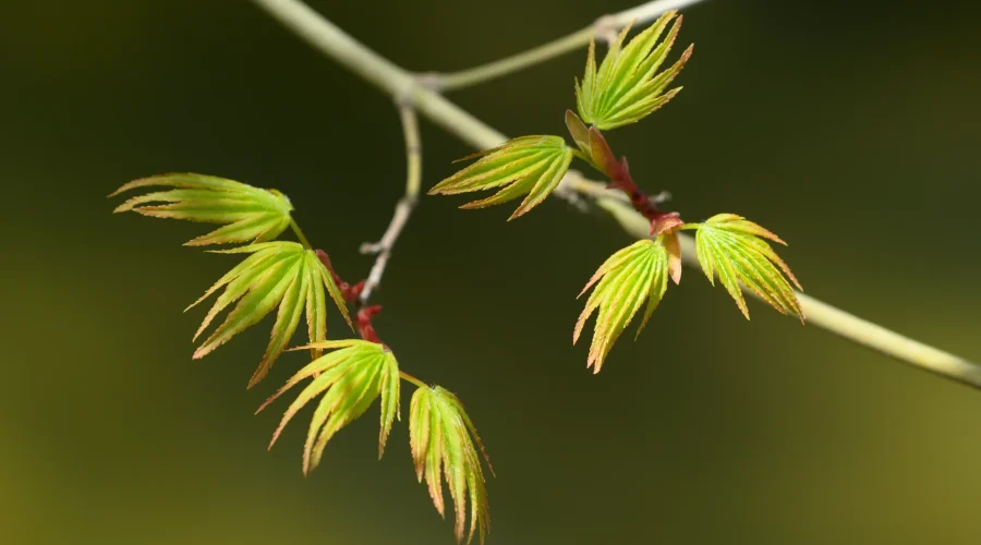Close-up of young Acer buergerianum leaves unfolding in early spring.