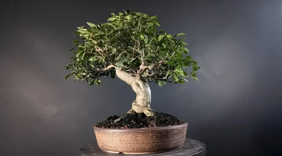 Ligustrum vulgaris bonsai with oval leaves and strong trunk in round ceramic pot