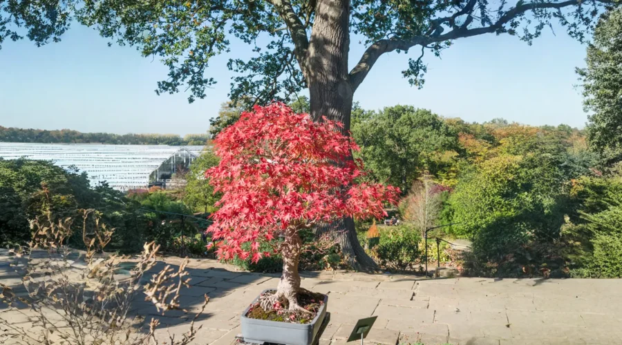 Acer Palmatum bonsai with red autumn foliage displayed outdoors under natural sunlight.