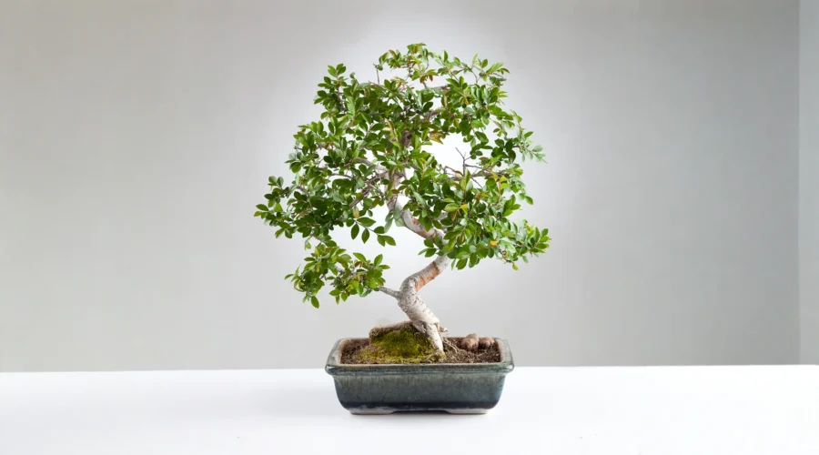 Ulmus minor bonsai with bright green foliage and smooth trunk in a rectangular ceramic pot.