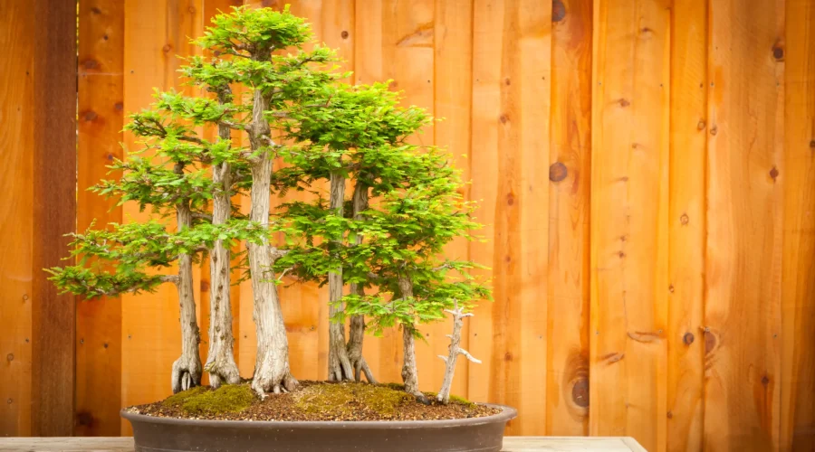 A miniature forest captured in a single pot — the Bald Cypress thrives in unity, symbolizing balance and endurance.