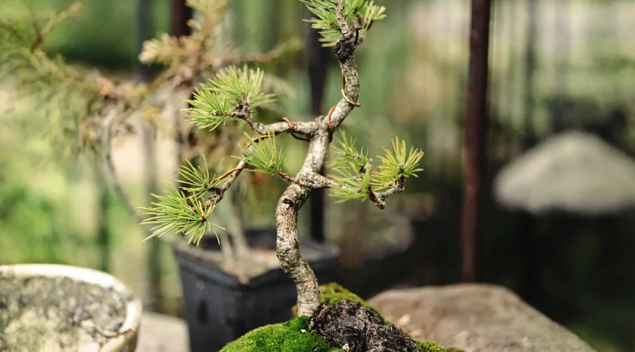 Giovane bonsai di Larix decidua con aghi nuovi e morbidi che crescono su un substrato ricoperto di muschio.