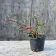 Flowering quince bonsai 'Chojubai' (Chaenomeles japonica) in red flower
