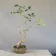 Ash bonsai (Fraxinus ornus, manna ash), about 5 years, front