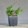 Ginepro Kishu pre-bonsai (Juniperus chinensis ‘Kishu’) di quattro anni, con tronco piegato, filo applicato e fogliame compatto