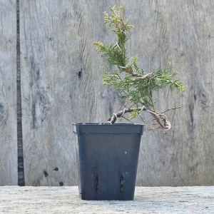 Giovane pre-bonsai di ginepro Itoigawa con tronco piegato e filo, in vaso da coltivazione nero