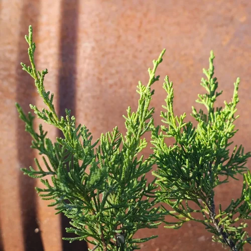 Primo piano del fogliame di un ginepro Itoigawa (Juniperus chinensis ’Itoigawa’) con foglie squamose fini e morbide, verde brillante