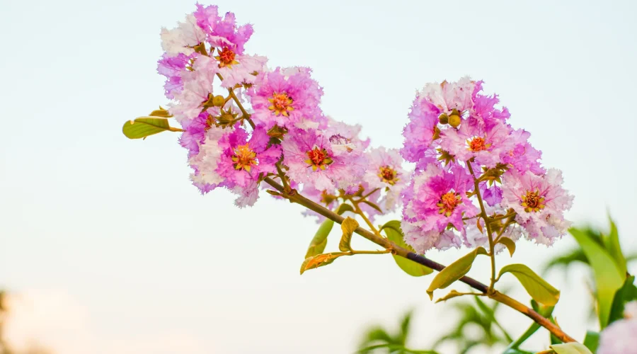 Lagerstroemia indica pink and white flowers with crinkled petals in full bloom.