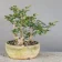 Wild privet (Ligustrum vulgare) multi-trunk bonsai, about 8 years, front