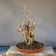Goji (Lycium barbarum) yardadori bonsai, about 15 years, front
